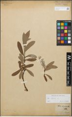 Foto von Salix glauca L.